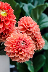 Apricot-orange dahlia on a blurred background.