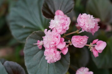 四季海棠|Begonia cucullata Willd