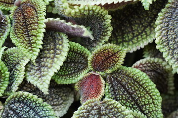 Pilea involucrata 'Moon Valley' 