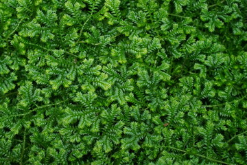 green leaves background