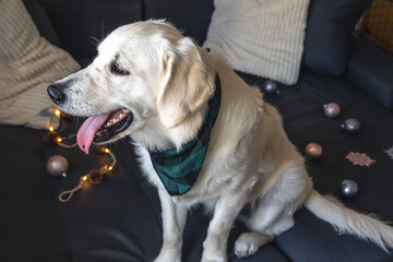 White labrador dog on the couch among the Christmas decor.
