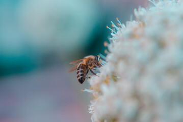 Bee in a flower on a garden