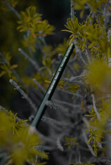 Pencil in forest arround leaves