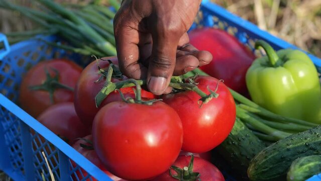 Black man hand takes bunch of tomatoes from blue box to examine organic vegetables. Farmer carries tomato to detect pests and other particles on farm