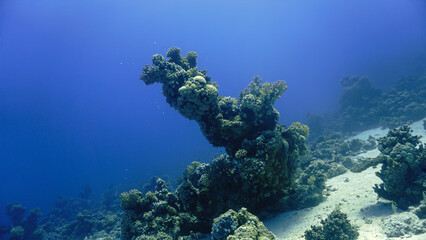 Beautiful and colorful coral reef. From a scuba dive.