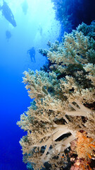 Fototapeta na wymiar Beautiful and colorful soft coral reef in the sea. From a scuba dive in the Red Sea in Egypt