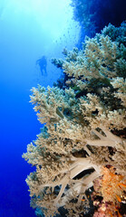 Naklejka na ściany i meble Beautiful and colorful soft coral reef in the sea. From a scuba dive in the Red Sea in Egypt