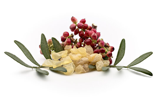 Chios mastic tears with lentisk (Pistacia lentiscus) leaves and fruit on a white background
