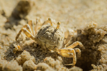 A small tiny crab filter feeding sand bubbler crab, sand bubbler crab at its hole and sand pellets.