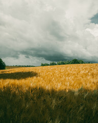 Thunderclouds behind a windy field