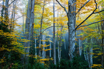 Autumn la Grevolosa forest, Osona, Barcelona, Spain