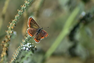 Mariposa morena sobre flor (aricia cramera) con fondo difuminado