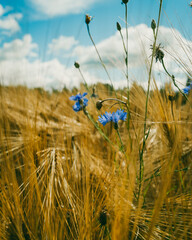 Cornflowers on a field