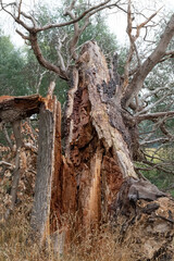 fallen tree with split truck