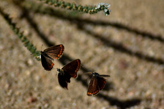 Tres son multitud (tres mariposas morenas (aricia cramera) volando en fila