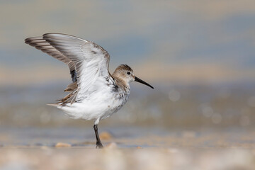 Waders or shorebirds, dunlin at the beach.