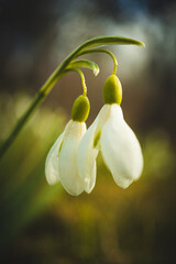 Snowdrop flowers in spring sun