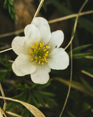 A slightly damaged white wildflower 