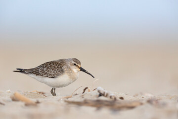 Waders or shorebirds, dunlin at the beach.