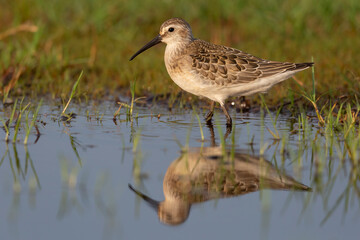 Waders or shorebirds, dunlin  in a wetland.