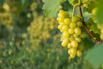 white grape bunch in vineyard with green blurred background