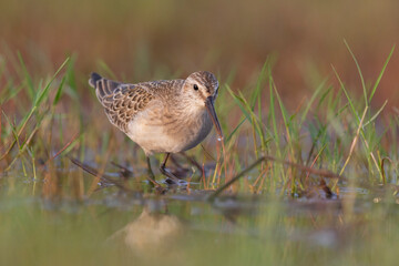 Waders or shorebirds, dunlin  in a wetland.