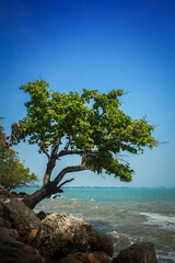 Stand alone tree on rock beside blue sea with clear blue sky