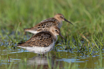 Waders or shorebirds, dunlin  in a wetland.