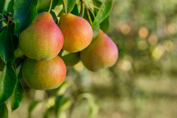 pears on branch in garden with green blurred background