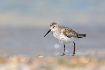 Waders or shorebirds, dunlin at the beach.