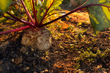 beet ready to harvest growing in garden