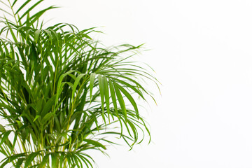Fototapeta na wymiar Decorative Areca palm near white wall