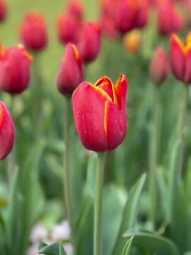 Sigli's Flower Collect