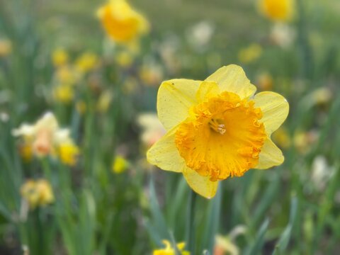 Sigli's Flower Collect