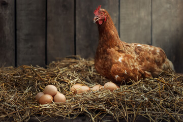 heap of eggs with red chicken in dry straw inside a wooden henhouse