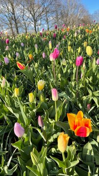 Sigli's Flower Collect