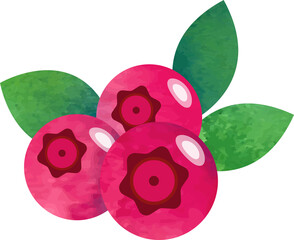 Colorful watercolor texture food fruit cranberry