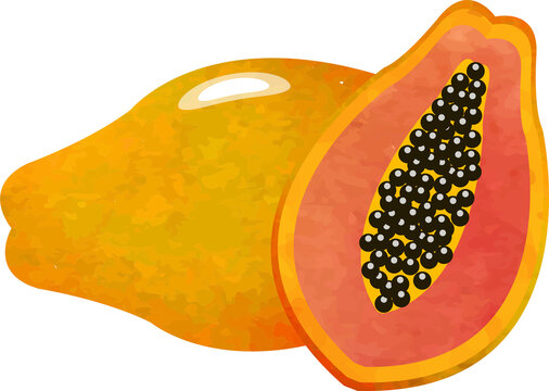 Colorful watercolor texture food fruit papaya