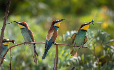 Group Of European Bee Eaters (Merops Apiaster) With Colorful Plumage And Prey In Natural Habitat