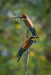 Group Of European Bee Eaters (Merops Apiaster) With Colorful Plumage And Prey In Natural Habitat