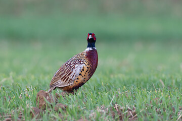Common pheasant looking at the camera