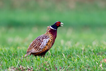 Common pheasant calling out
