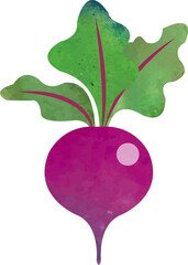 Colorful watercolor texture food ingredient vegetable beet