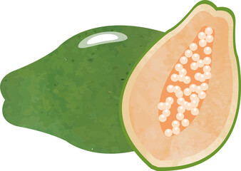 Colorful watercolor texture food ingredient vegetable green papaya