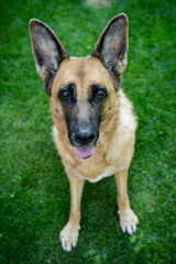 Happy dog face, german shepherd adult dog in home garden