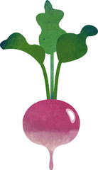 Colorful watercolor texture food ingredient vegetable turnip
