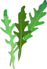 Colorful watercolor texture food ingredient vegetable Arugula Ruccola leaf