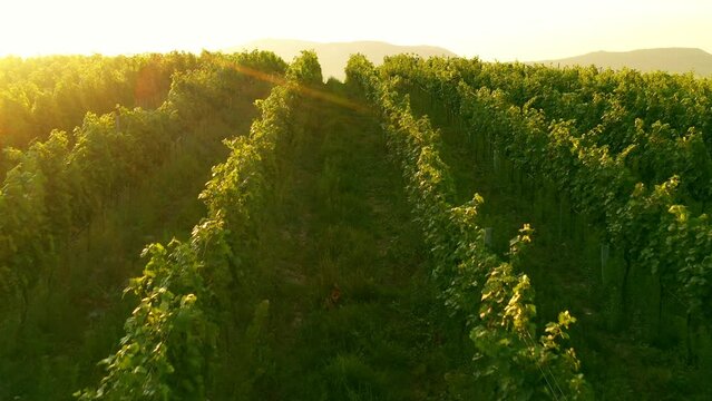 Aerial Drone Shot of Sunny Wineyard at Sunrise.