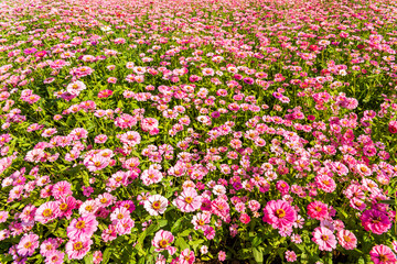 A large area of Cosmos bipinnatus flowers as a background