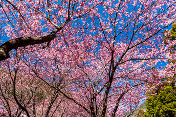 Landscape view of pink cherry blossoms at sakura gardens of Wuling Farm in Taichung, Taiwan.